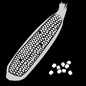 kukuřice1.jpg